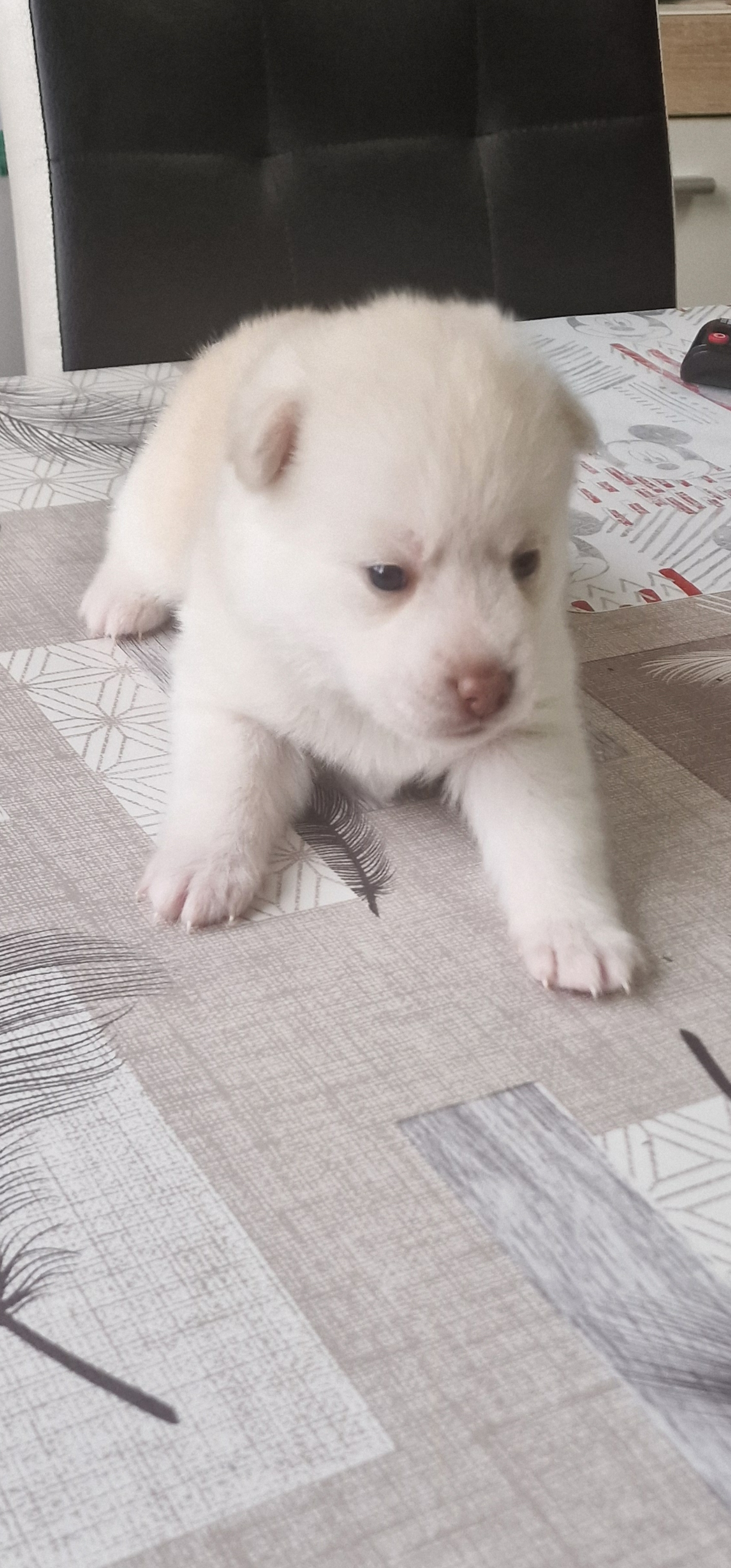 Pomsky chiot F3 à reserver
