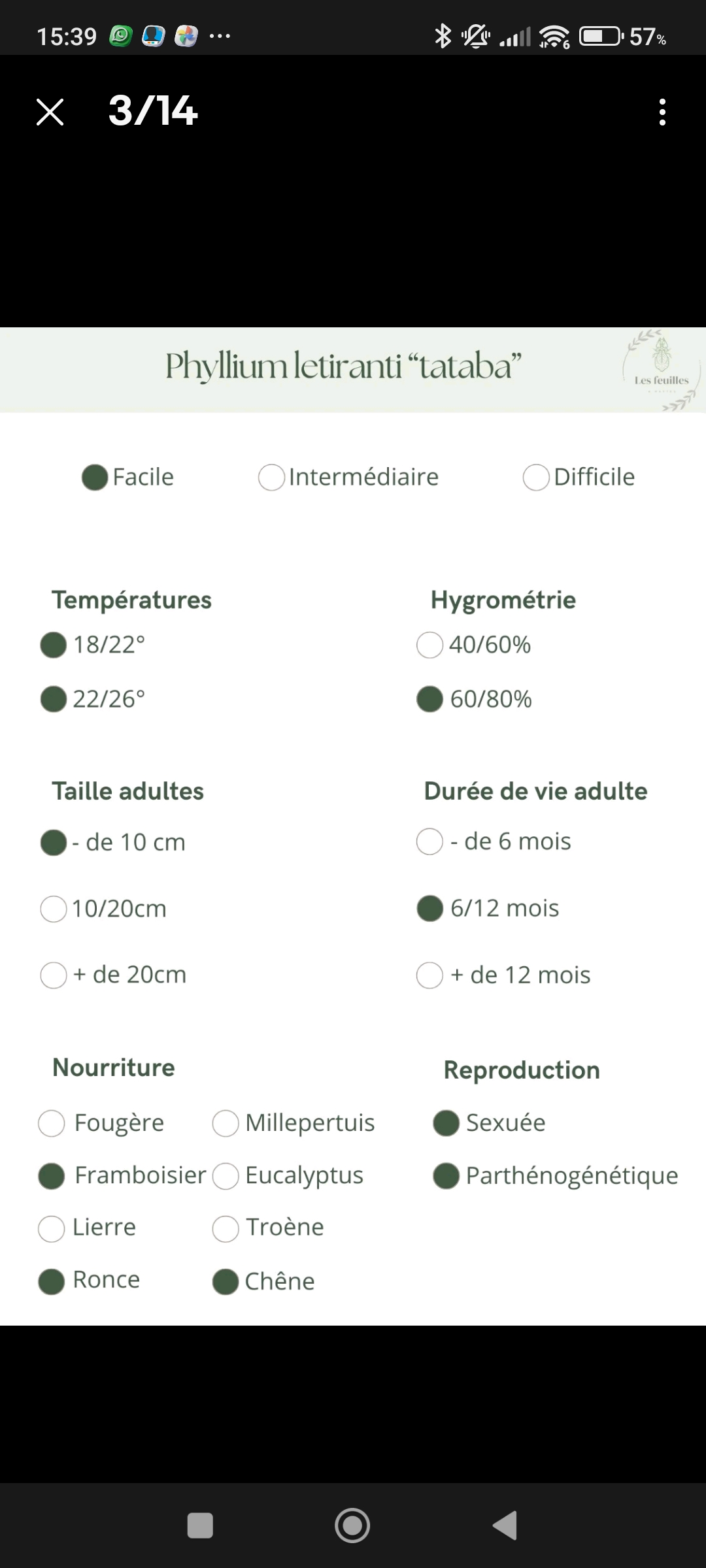30 Oeufs de Phasme Feuille Letiranti "Tabata" - Miniature 2