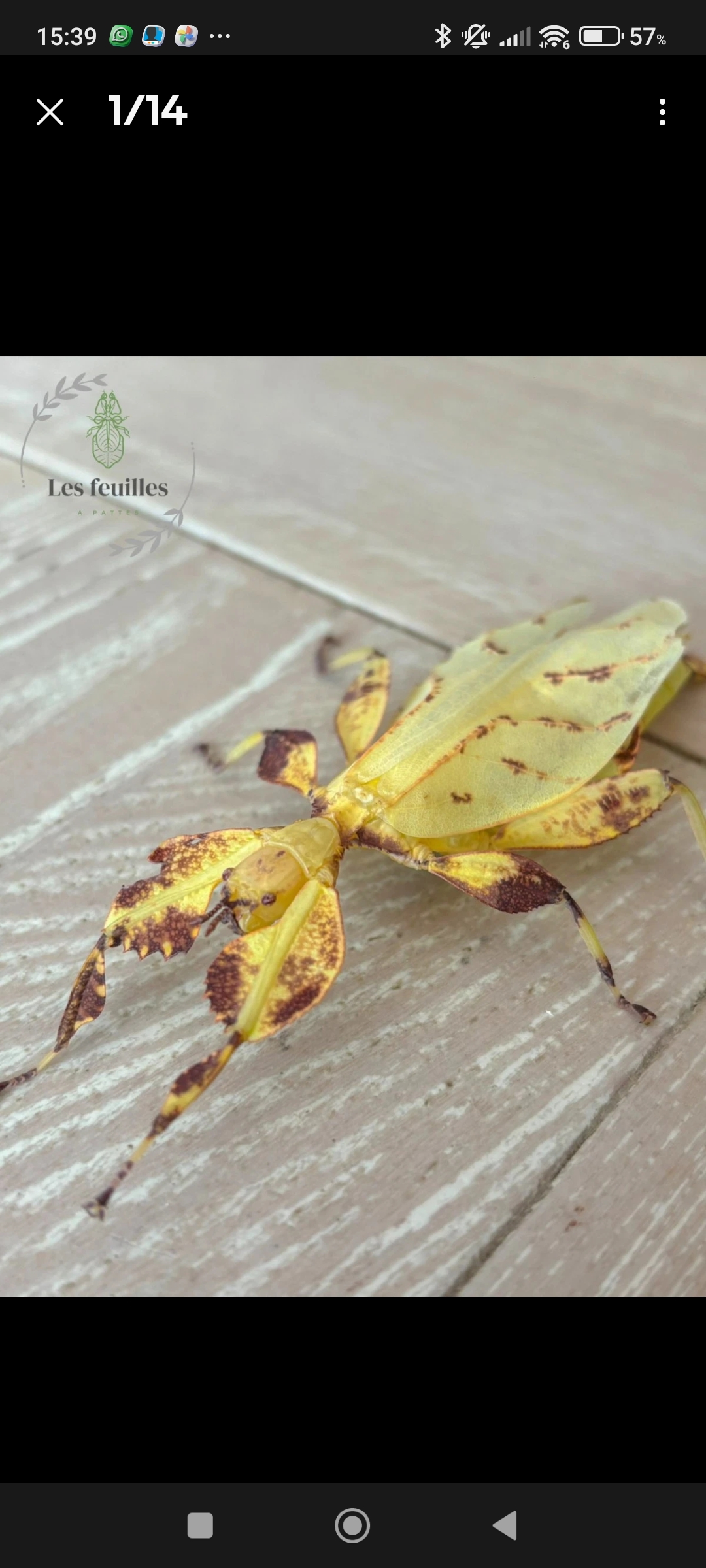 30 Oeufs de Phasme Feuille Letiranti "Tabata"