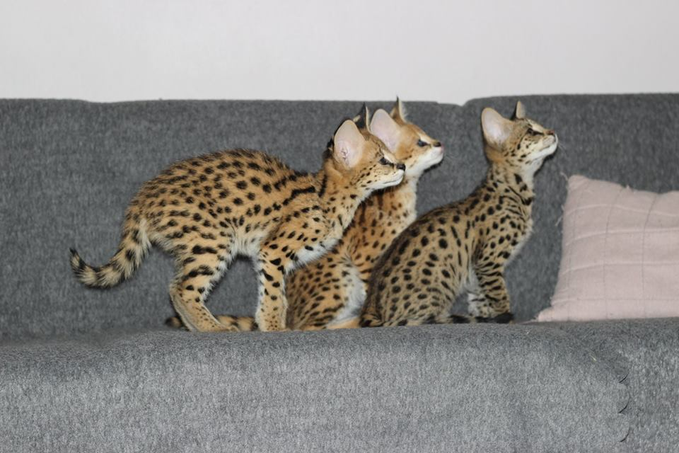 chatons savannah , serval et caracal disponibles - Miniature 2