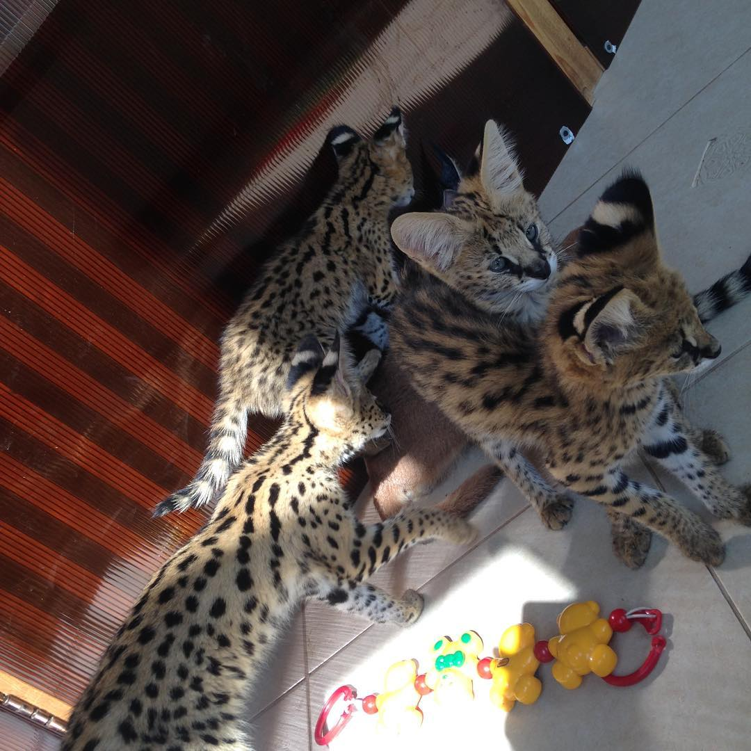chatons savannah , serval et caracal disponibles - Miniature 5