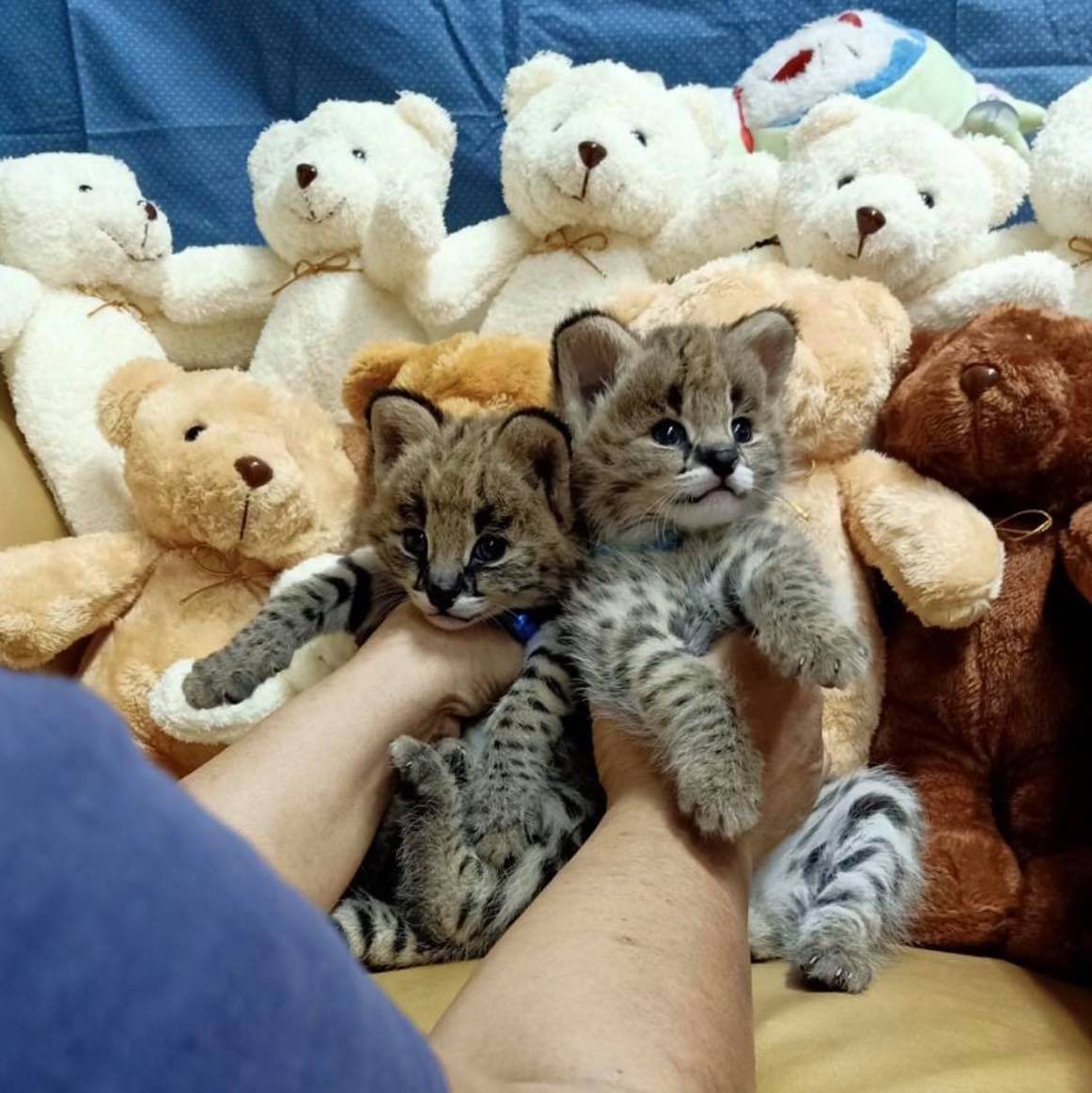 chatons savannah , serval et caracal disponibles - Miniature 9
