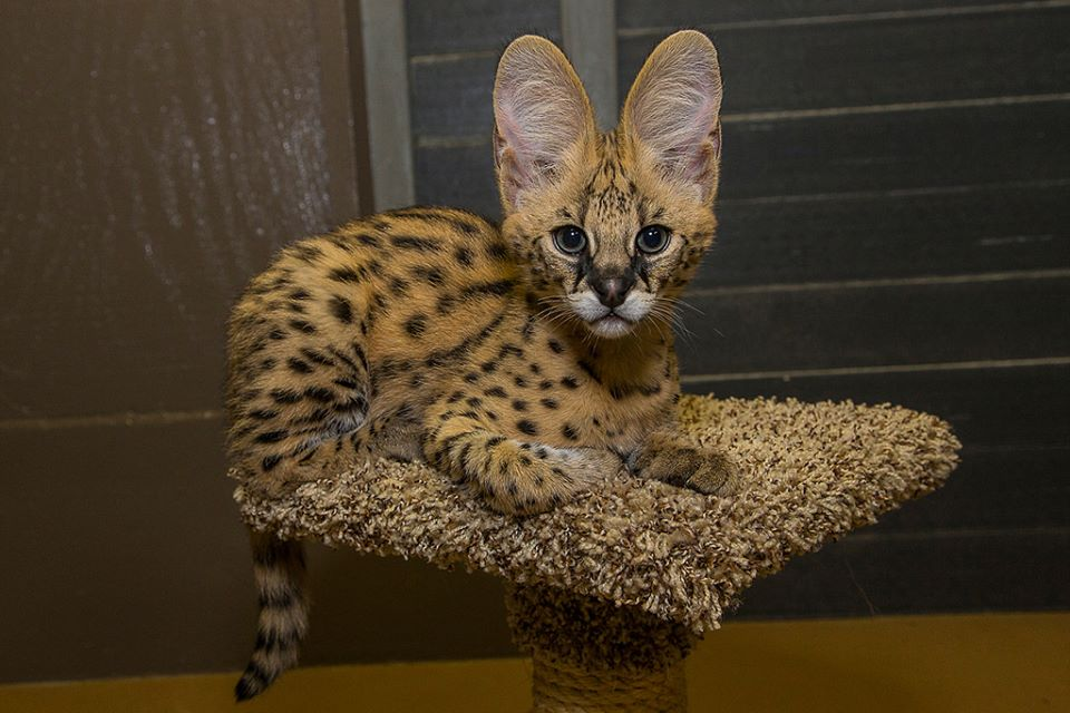 chatons savannah , serval et caracal disponibles - Miniature 3