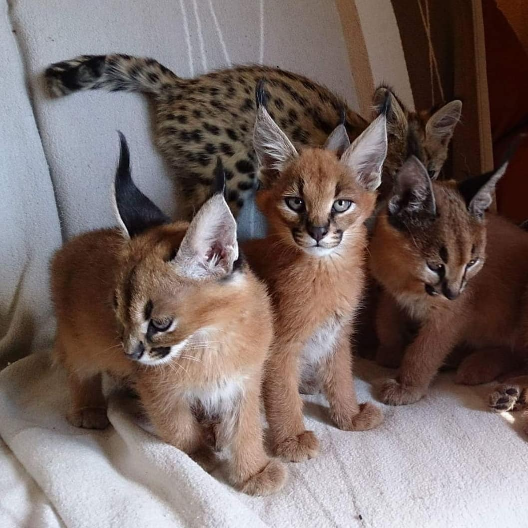 chatons savannah , serval et caracal disponibles - Miniature 8