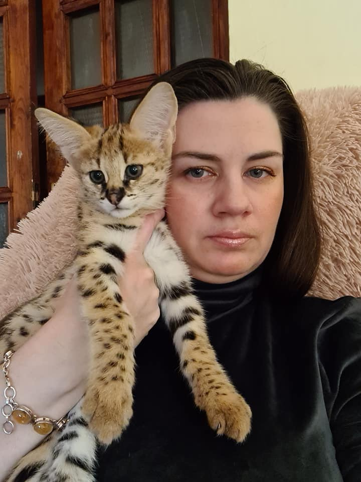 chatons savannah , serval et caracal disponibles - Miniature 4