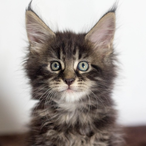 adorables chatons maine coons