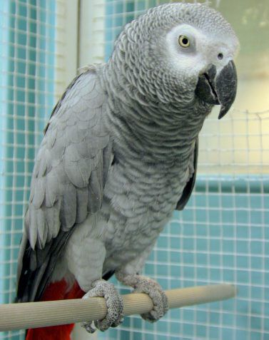 Perroquet un oiseaux
