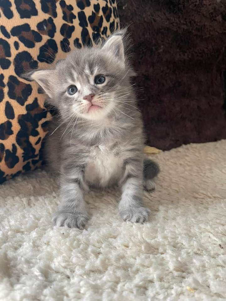 Chaton de 04 mois en vente Très jolie 🥰