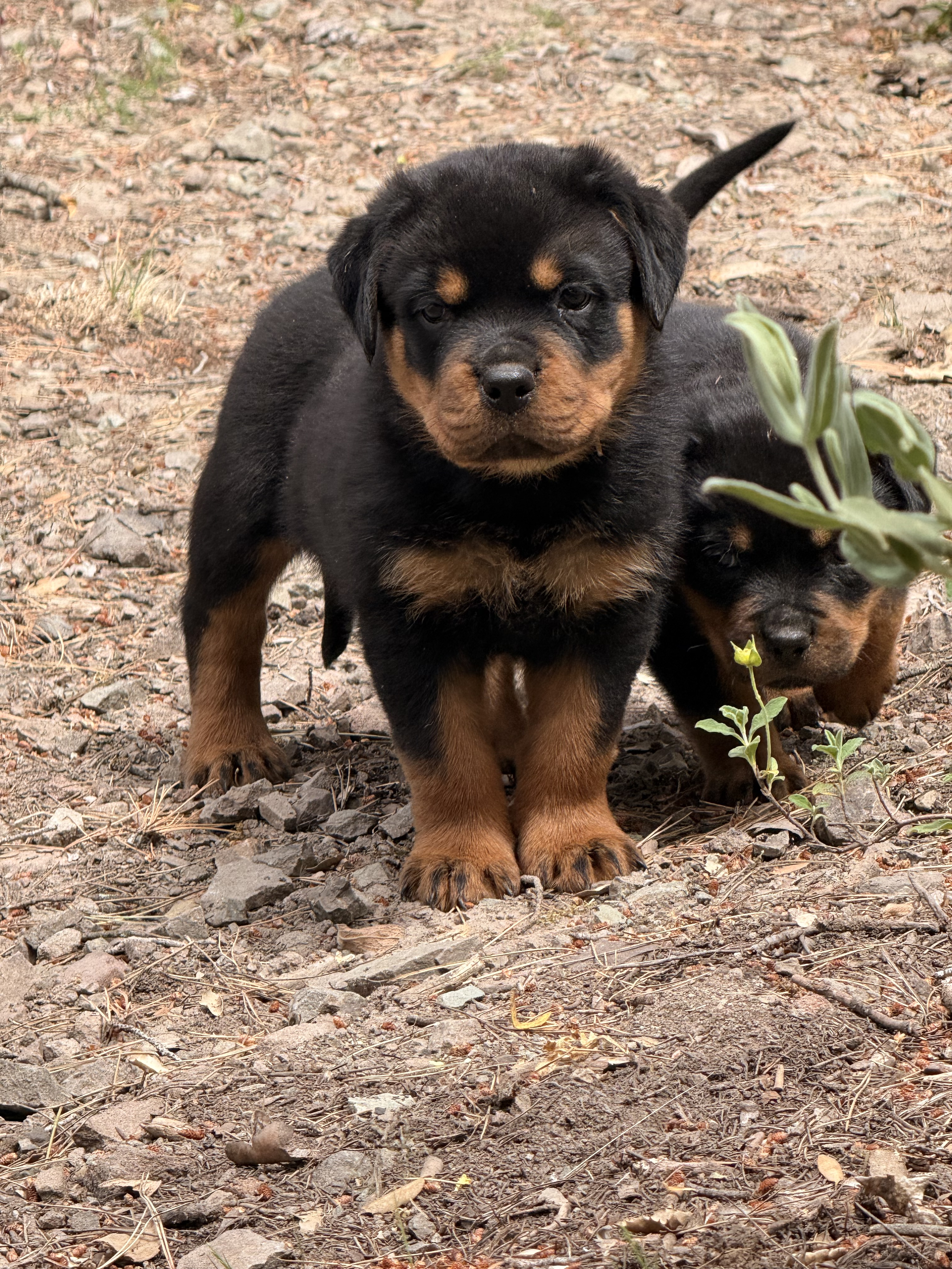 Chiot Rottweiler LOF à réserver