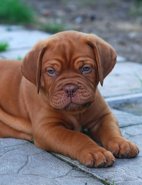 Chiot dog