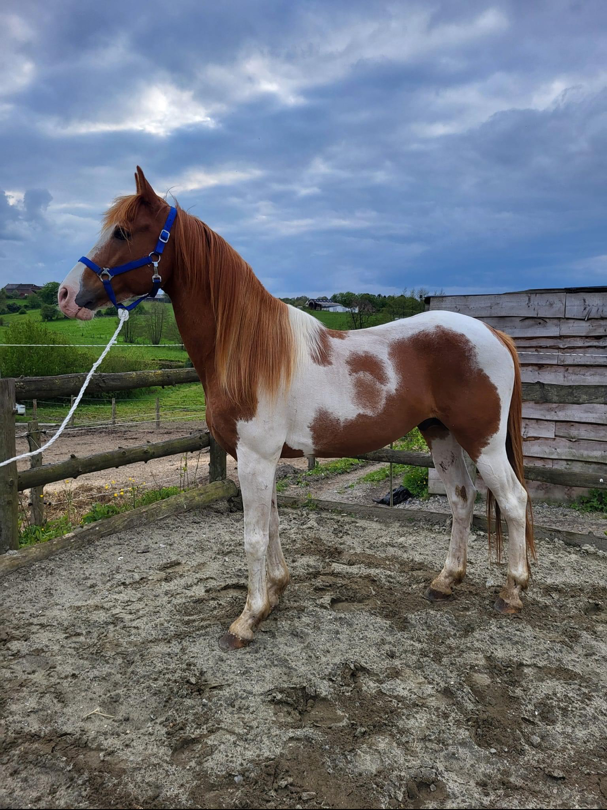 Taille 1m56 âgé de 4ans