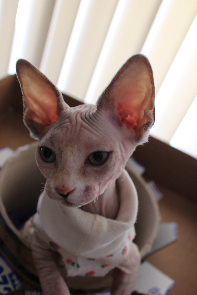 Chaton Sphynx femelle