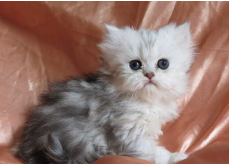 Magnifique chatons PERSAN à adopter