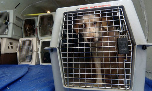 La vente des chiots