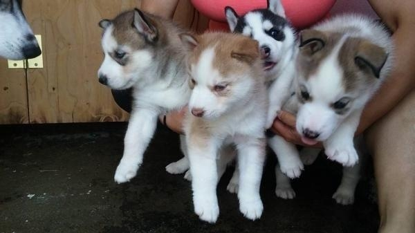 Jolis chiots husky sibérien lof