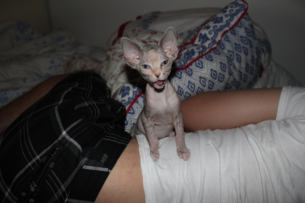 Chaton Sphynx femelle