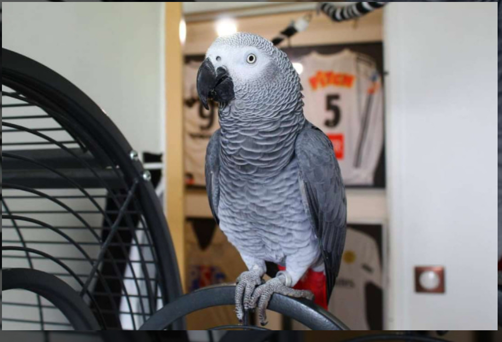 Perroquet gris à vendre
