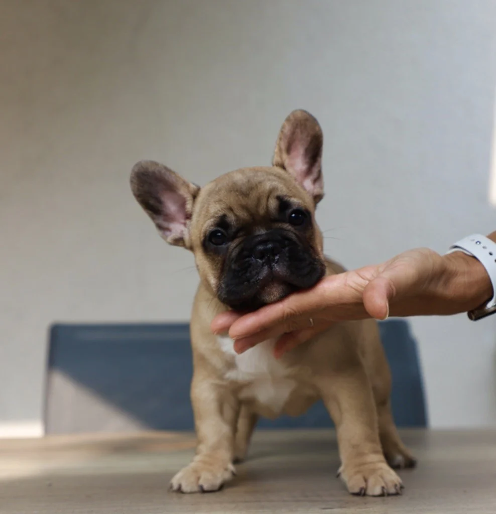 Chiot bouledogue français de trois mois