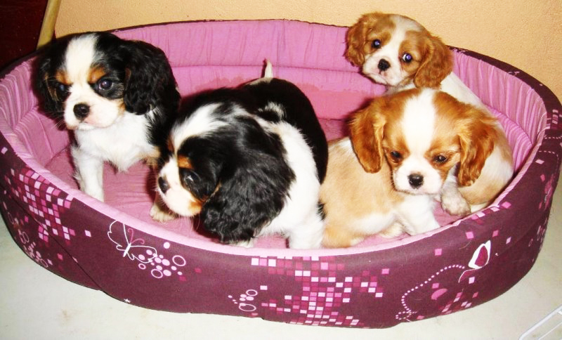 Cavaliers King-Charles LOF