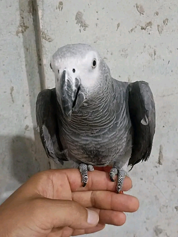 Perroquet gris du Gabon