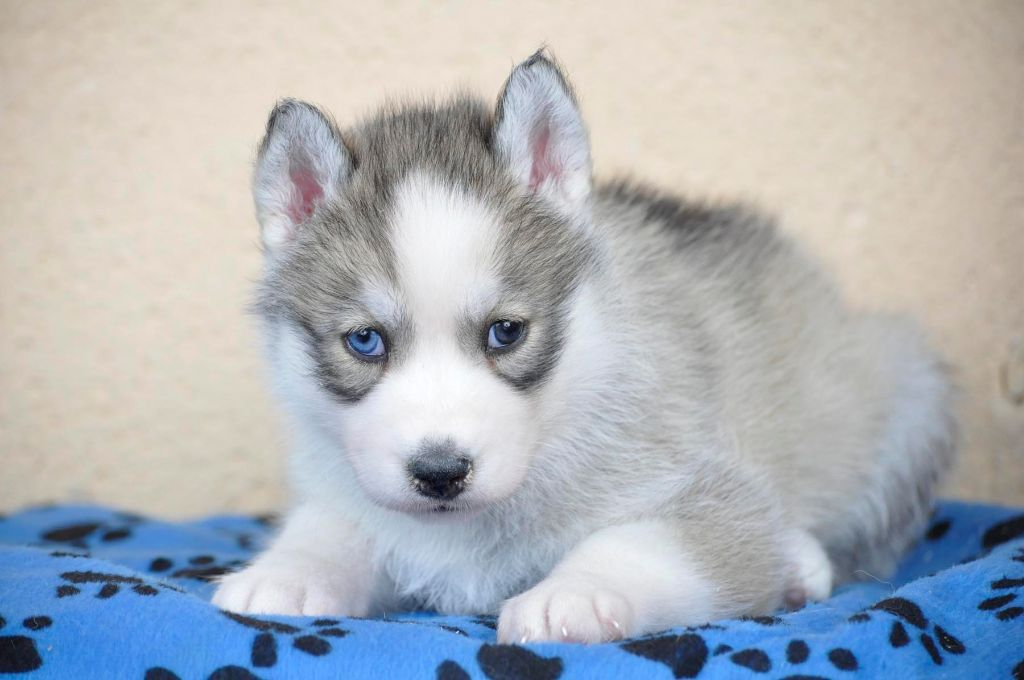 A donnez Jolie chiot husky siberian femelle