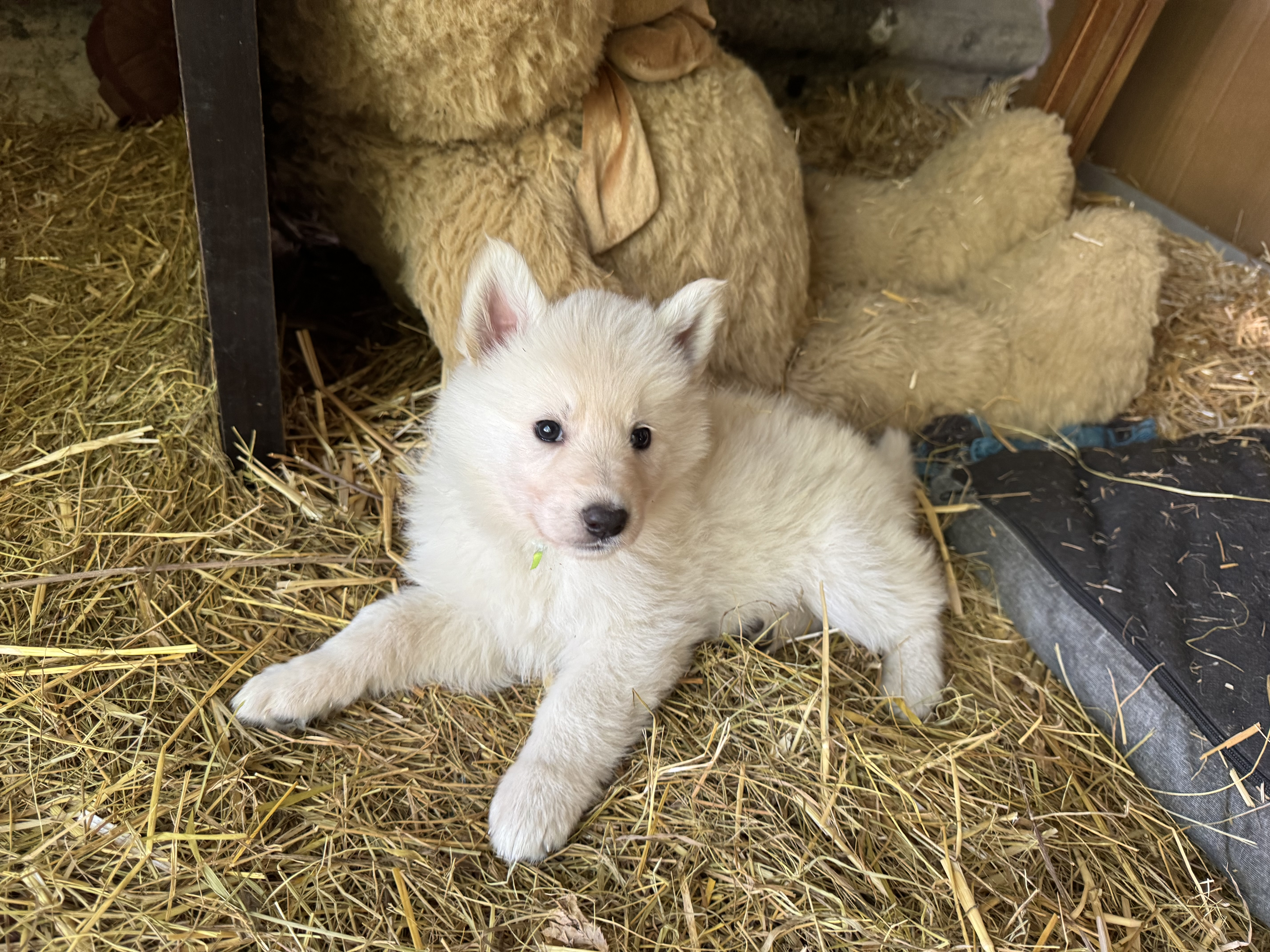 Chiots Berger Blanc Suisse à vendre