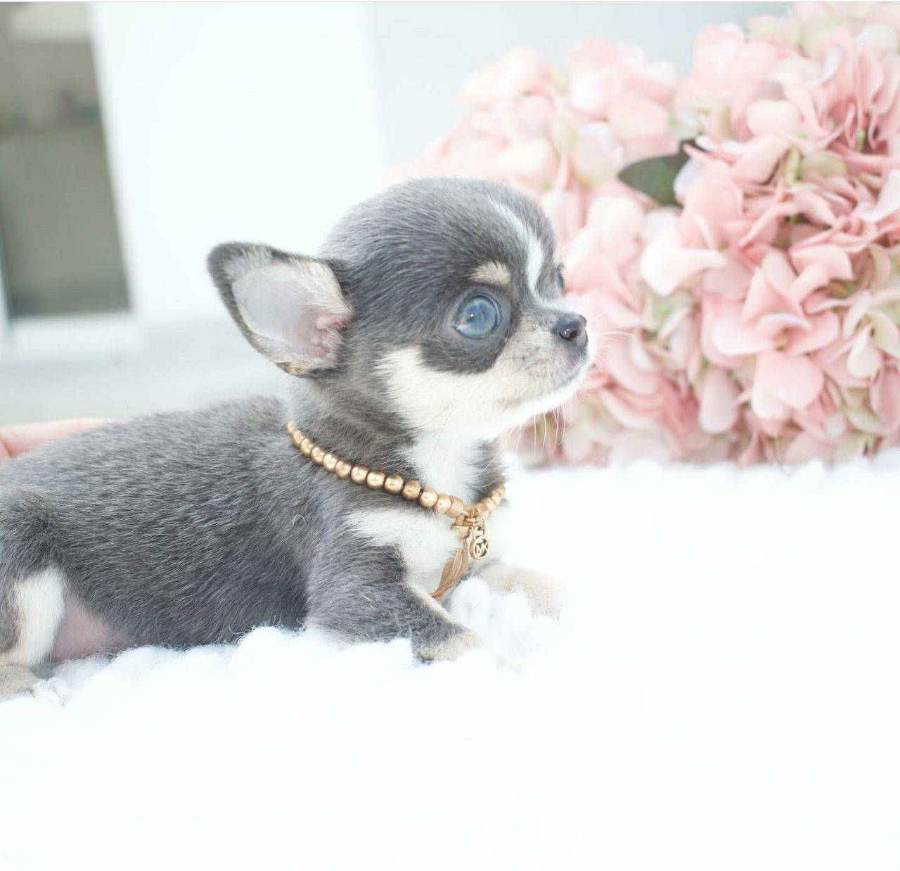 Adorable chiots chihuahuas