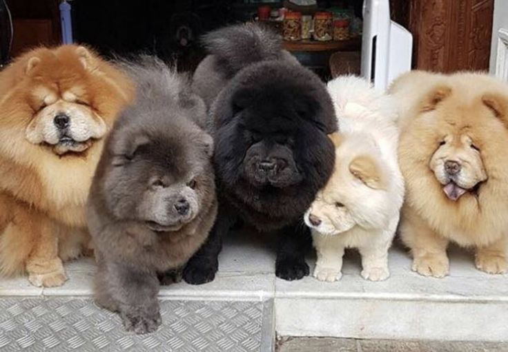 Sublimes chiots chowchow lof