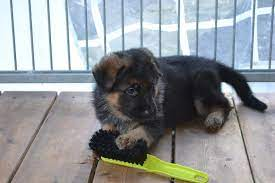 Adorables chiots berger allemand lof