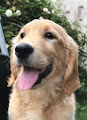 Très jolies Chiot CHIOTS GOLDEN