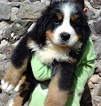 A donnez Chiot Magnifiques chiot bouvier bernois non lof