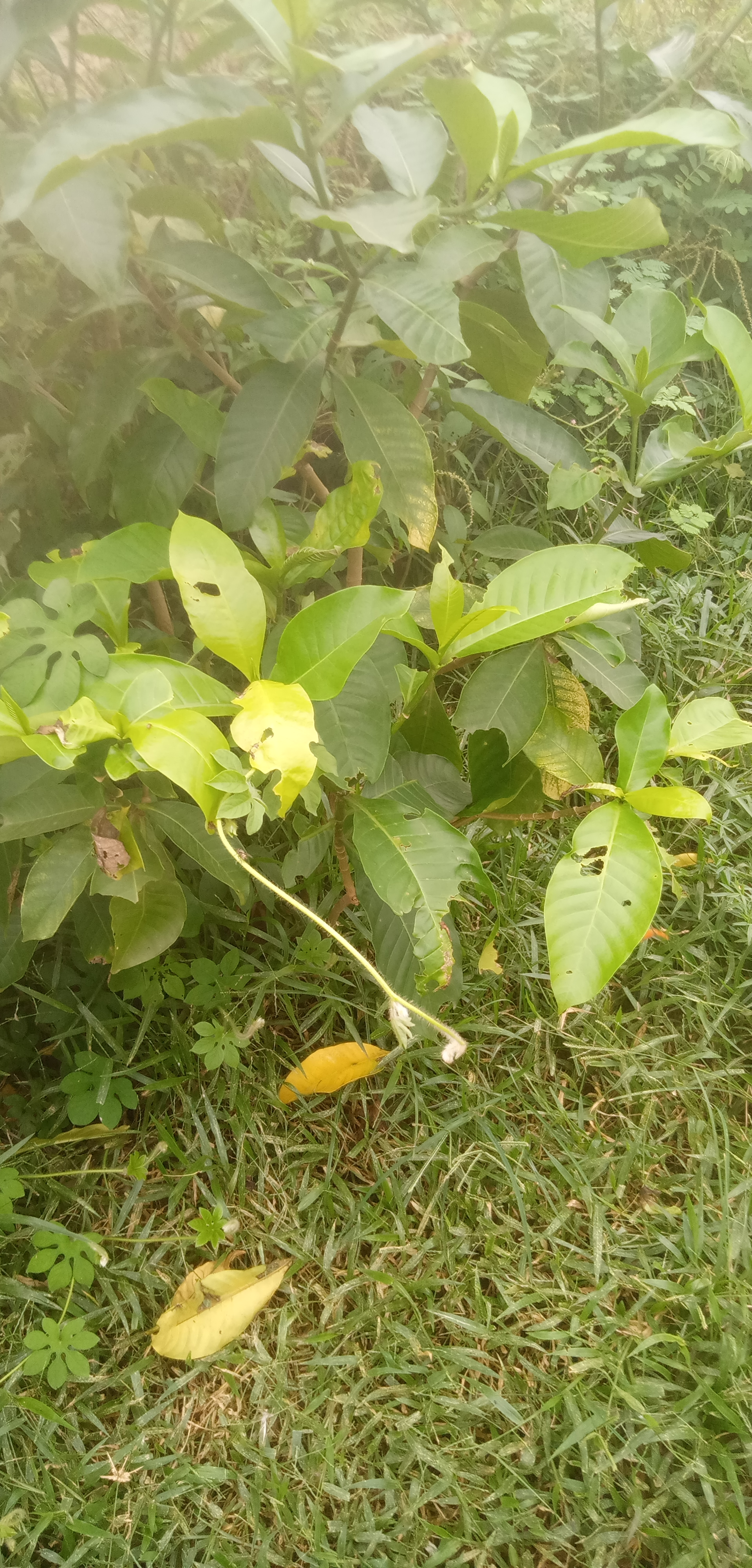 Le vertus des plantes