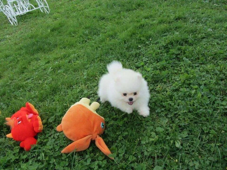 Adorables Chiots Spitz Nain à Donner