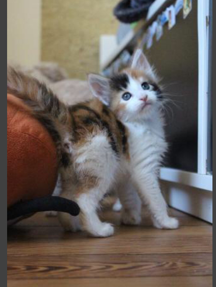 Magnifique chaton main coon