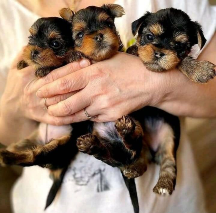 Chiots Yorkshire Terrier à adopter