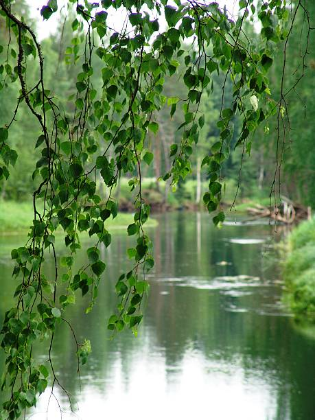 8 Stück bouleau pleureur - Trauerbirke