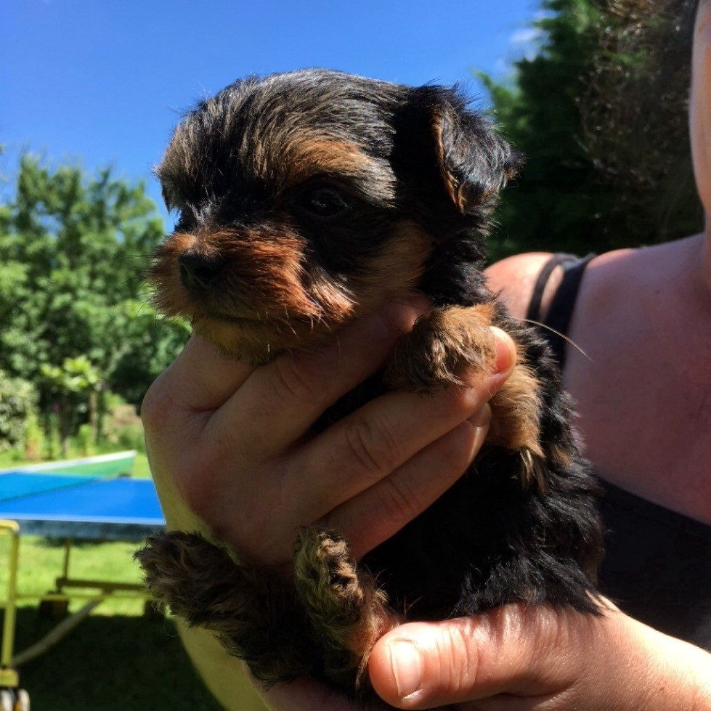 Adorables chiots Yorkshire disponibles
