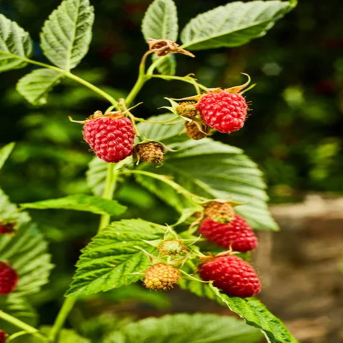 Vente de “Racines de framboise” en vrac du fabricant au meilleur
prix