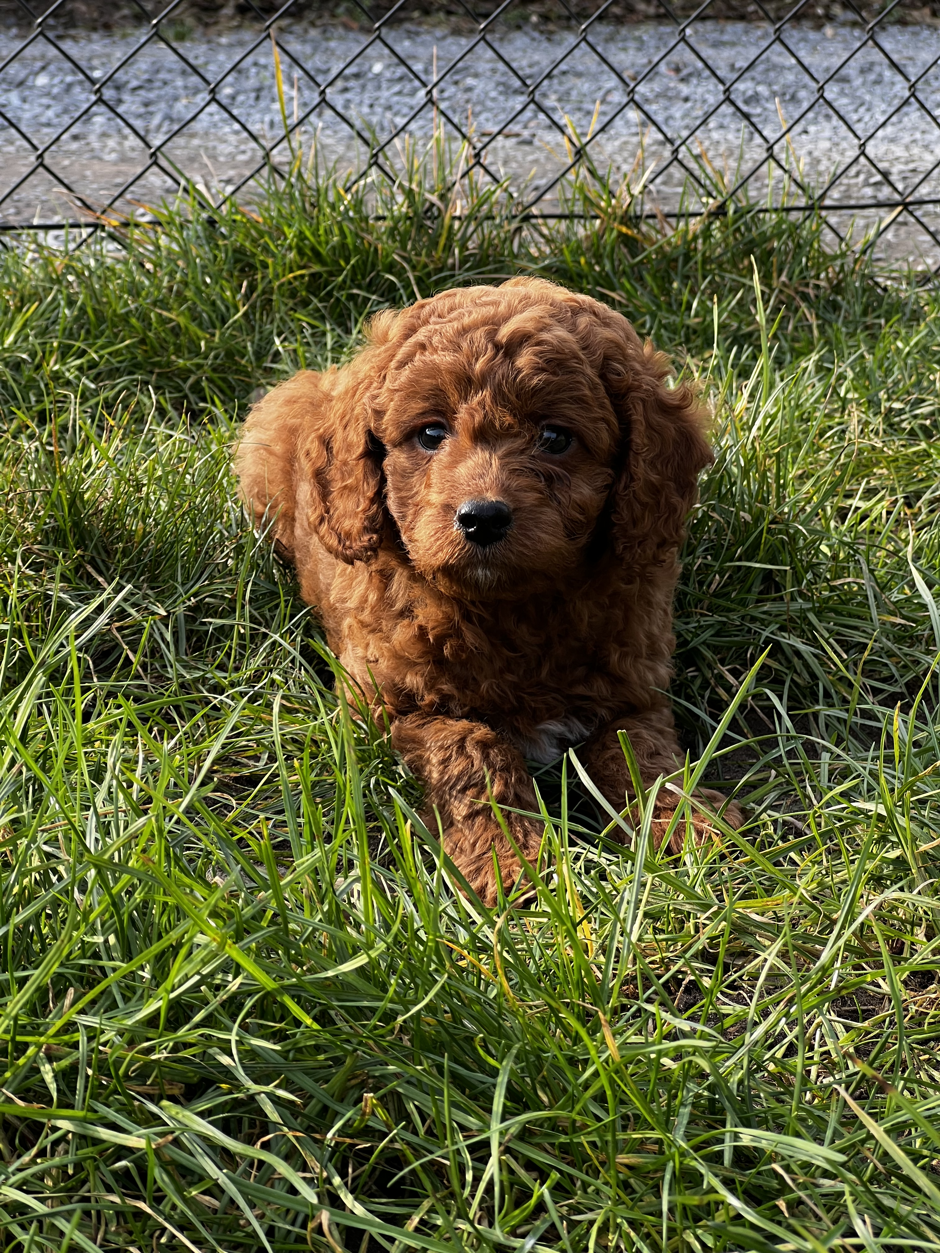 chiots caniches a vendre