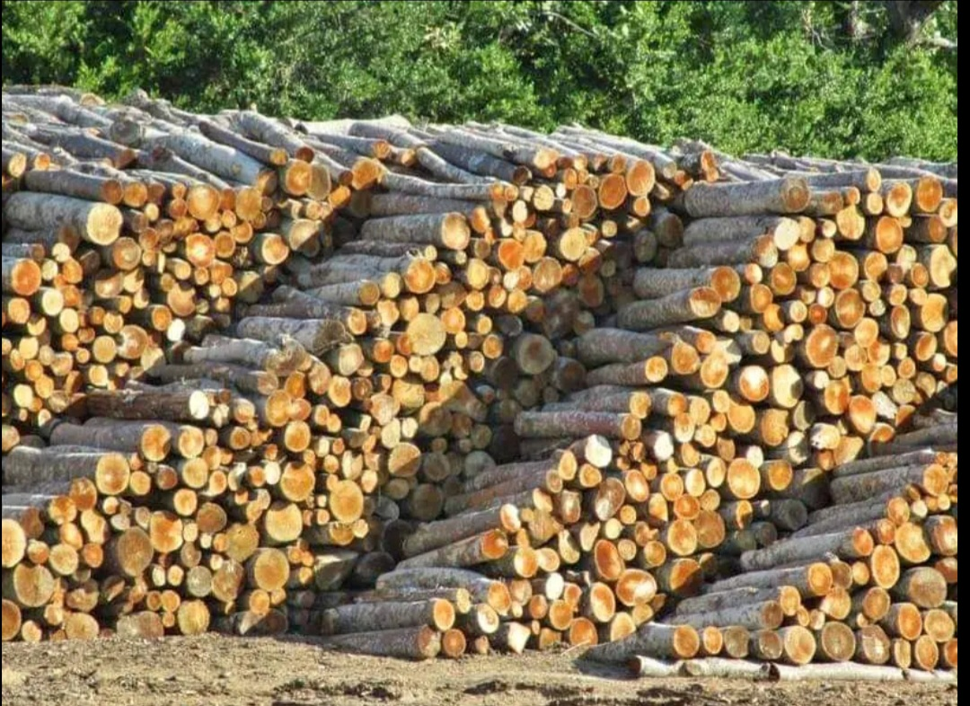 Bois de Chauffage