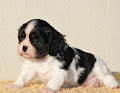 Chiot Cavalier King Charles femelle disponible