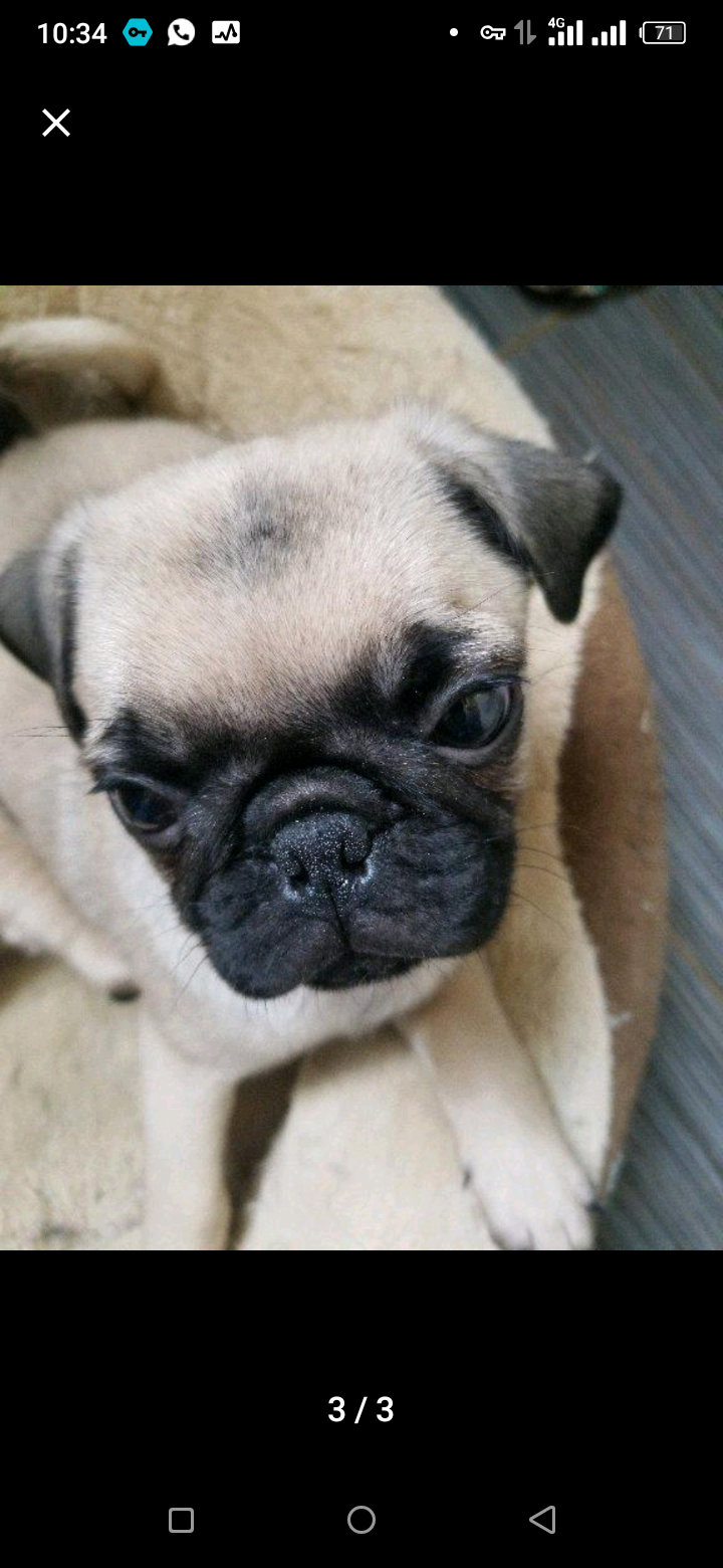 À vendre 🐕 de 2 mois