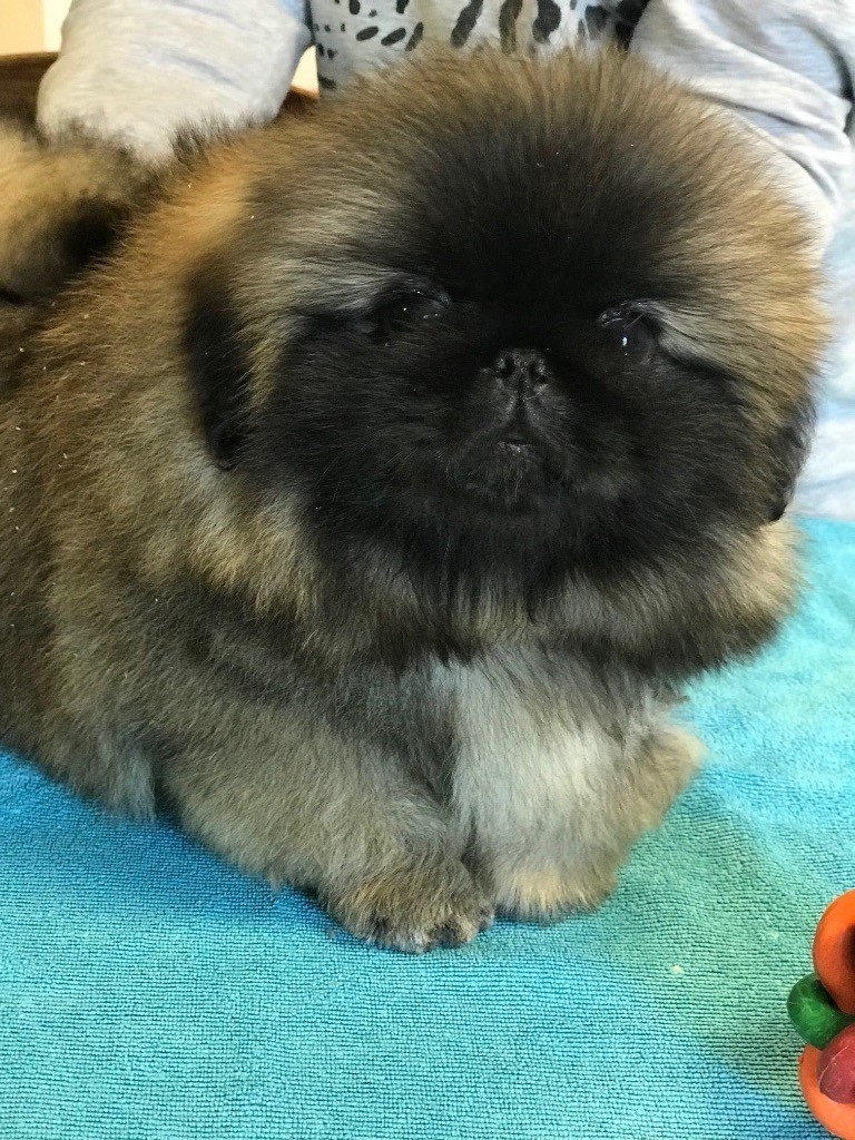 Magnifiques Chiots Pekino à Vendre