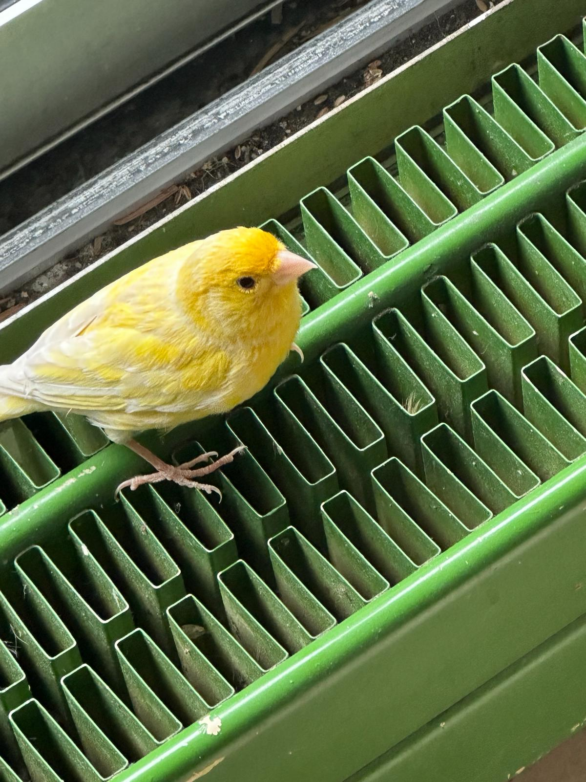 6 couples de Canaries à vendre.