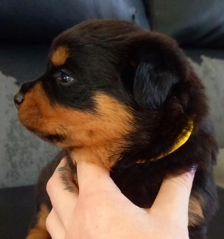 Chiots Rottweiler