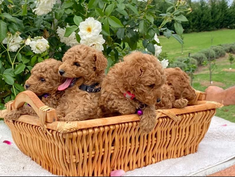 Chiots caniche toy ADN clair