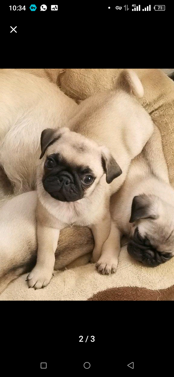 À vendre des chiens de race