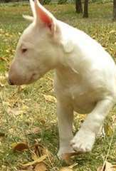 Chiot Bull terrier