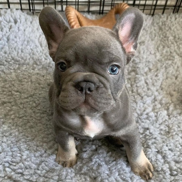 bouledogues français