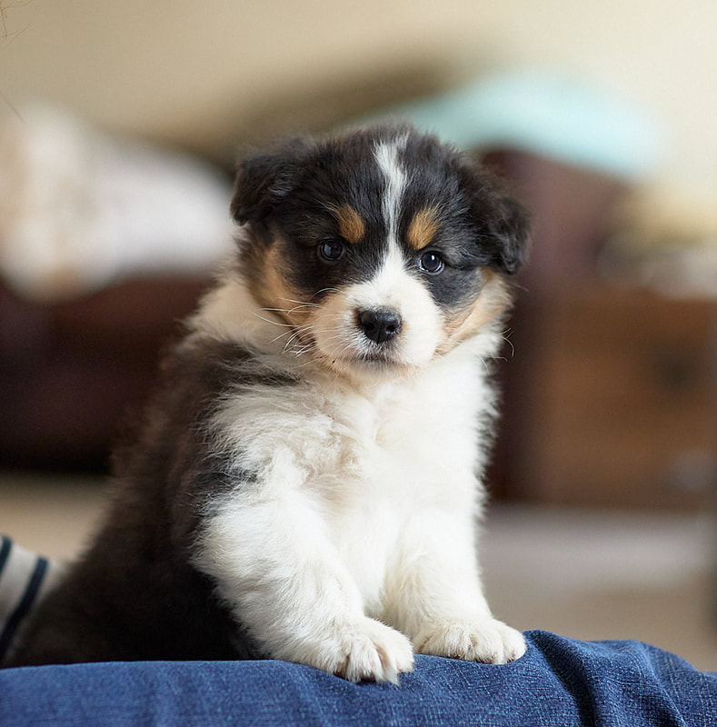 Chiots Berger Australien Mâle